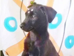 Cachorro raça SRD idade 2 a 6 meses nome FLORISBELA