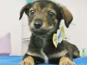 Cachorro raça SRD idade 2 a 6 meses nome MALHADINHO