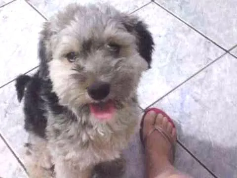 Cachorro ra a indefinida idade 1 ano nome nao sei