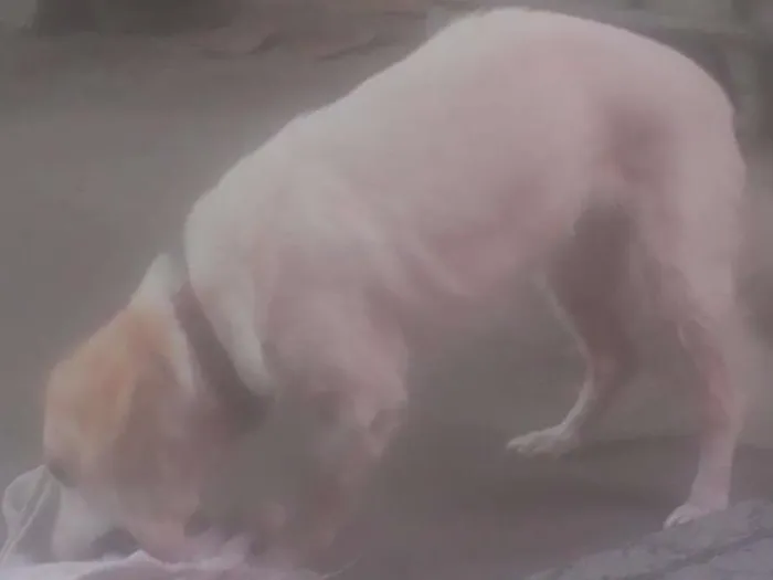 Cachorro raça VIRA LATA idade 2 anos nome LUNA
