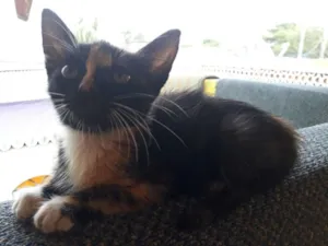 Gato raça Viralatinha vip idade Abaixo de 2 meses nome Monaliza