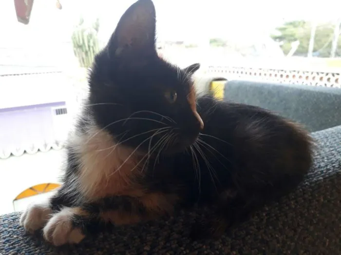 Gato ra a Viralatinha vip idade Abaixo de 2 meses nome Monaliza