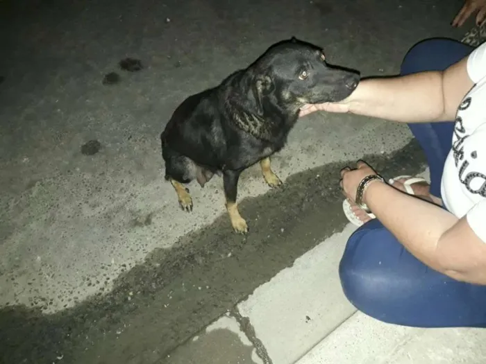 Cachorro ra a Viralatinha idade 1 ano nome Pretinha e seus filh