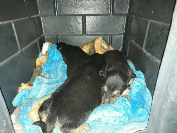 Cachorro ra a Viralatinha idade 1 ano nome Pretinha e seus filh