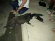 Pretinha e seus filh