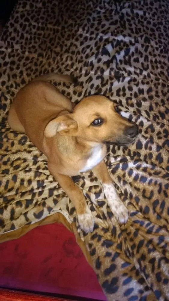 Cachorro ra a Mestiço fila idade 2 a 6 meses nome Lup