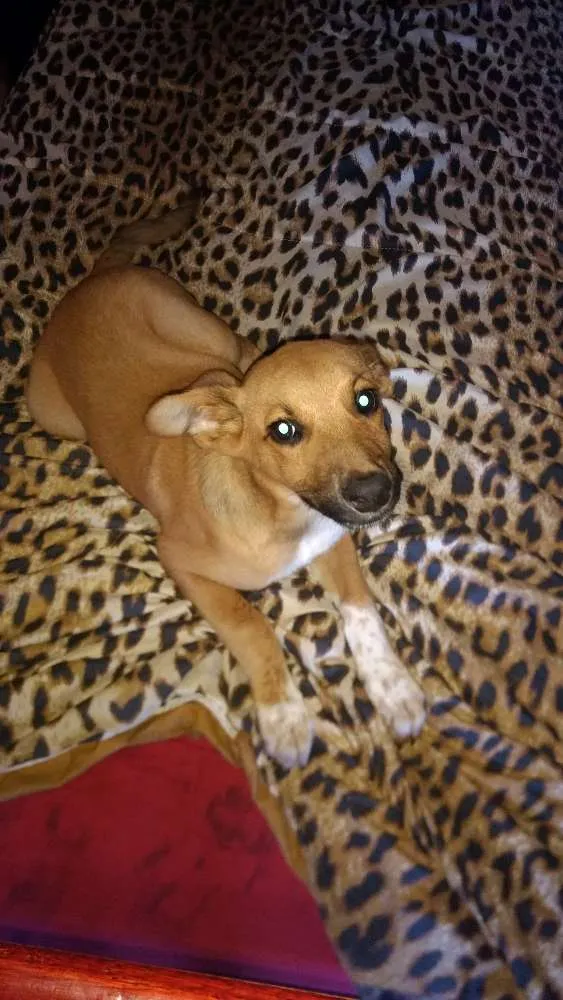Cachorro ra a Mestiço fila idade 2 a 6 meses nome Lup
