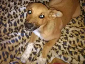 Cachorro raça Mestiço fila idade 2 a 6 meses nome Lup