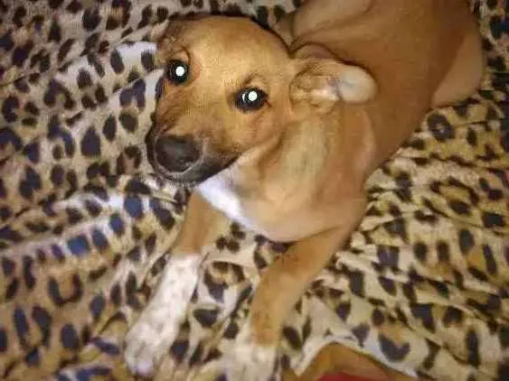 Cachorro ra a Mestiço fila idade 2 a 6 meses nome Lup