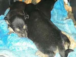 Cachorro raça Viralatinha idade 1 ano nome Pretinha e seus filh