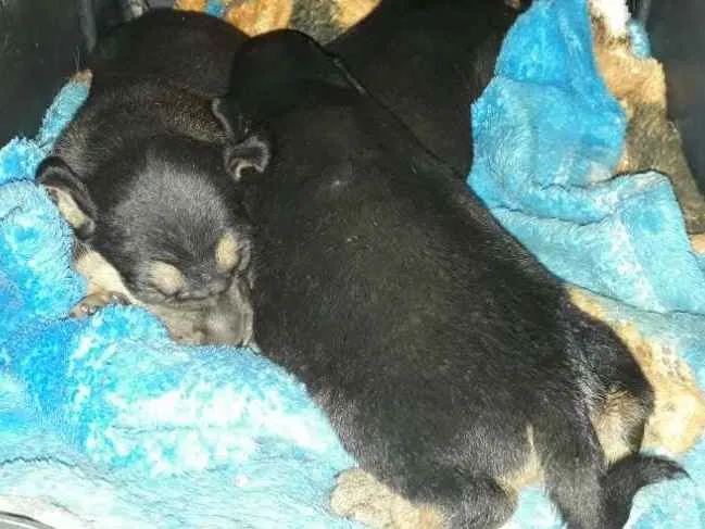 Cachorro ra a Viralatinha idade 1 ano nome Pretinha e seus filh