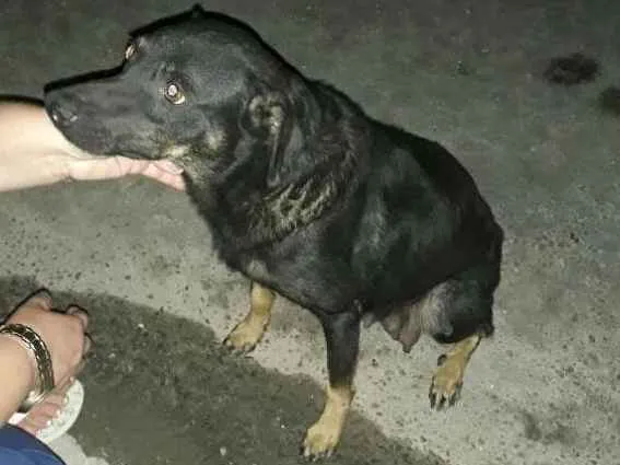 Cachorro ra a Viralatinha idade 1 ano nome Pretinha e seus filh