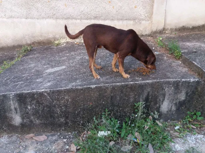 Cachorro ra a SRD idade 1 ano nome marronzinho