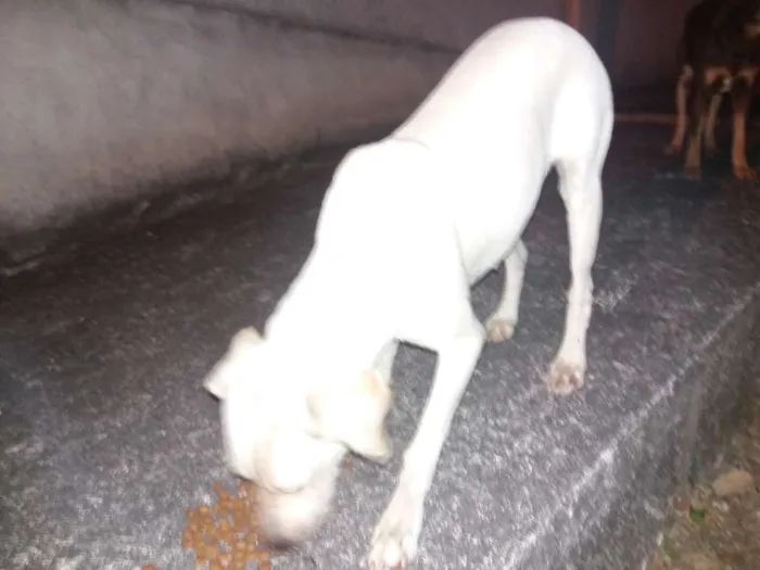 Cachorro ra a SRD idade 1 ano nome branquinha