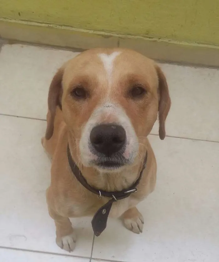 Cachorro ra a  idade  nome Marley