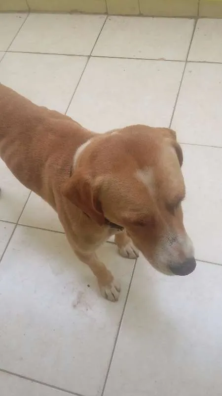 Cachorro ra a  idade  nome Marley
