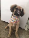Mel