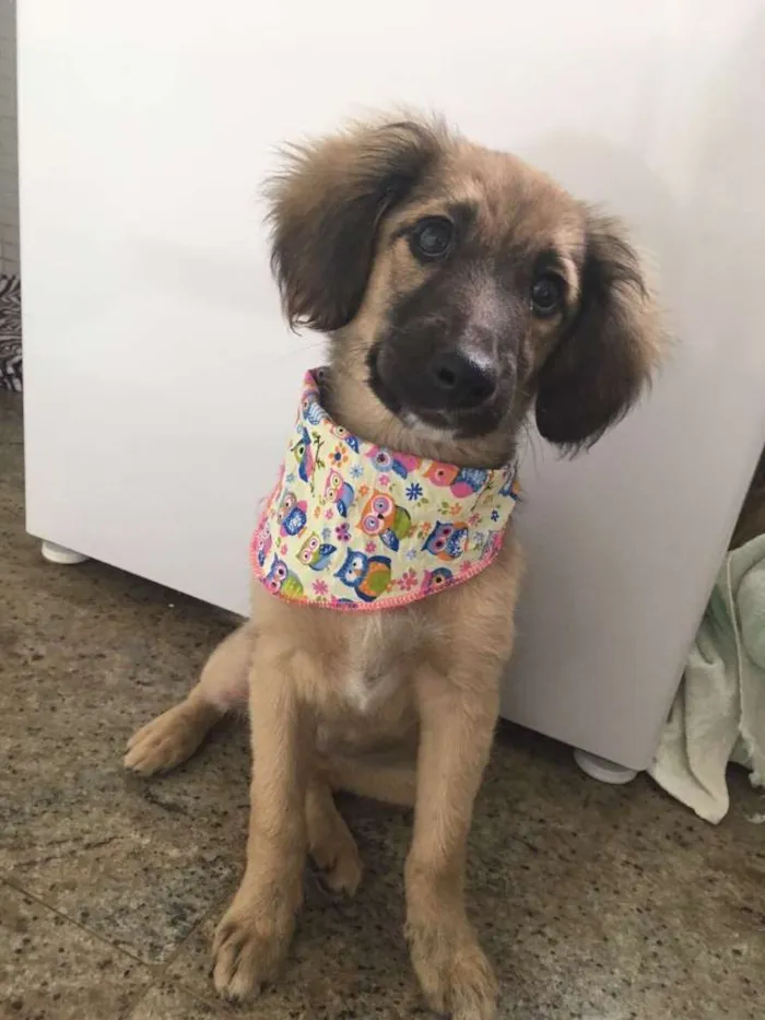 Cachorro raça Viralata idade 2 a 6 meses nome Mel
