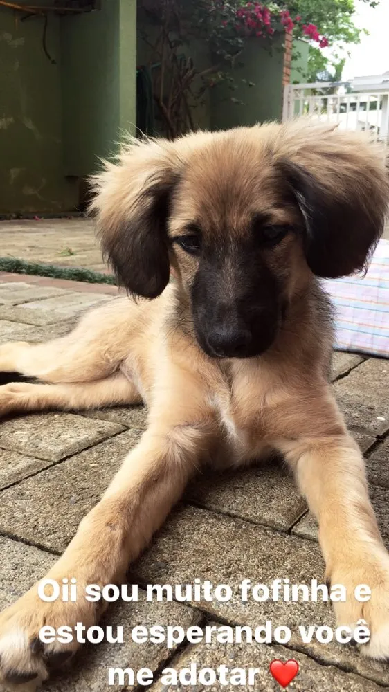 Cachorro raça Viralata idade 2 a 6 meses nome Mel