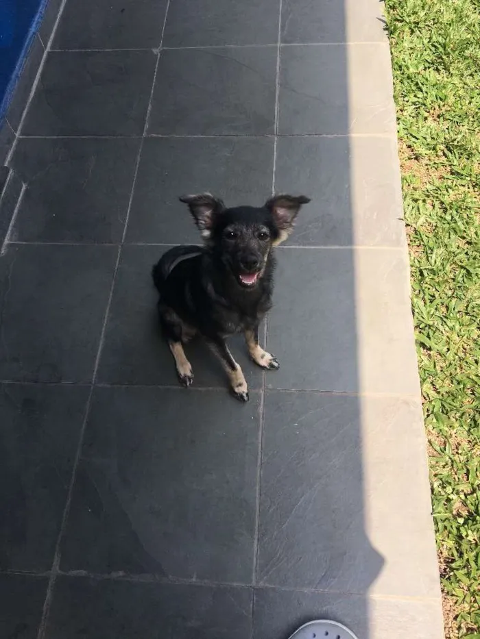 Cachorro ra a Vira lata idade 2 a 6 meses nome Amora