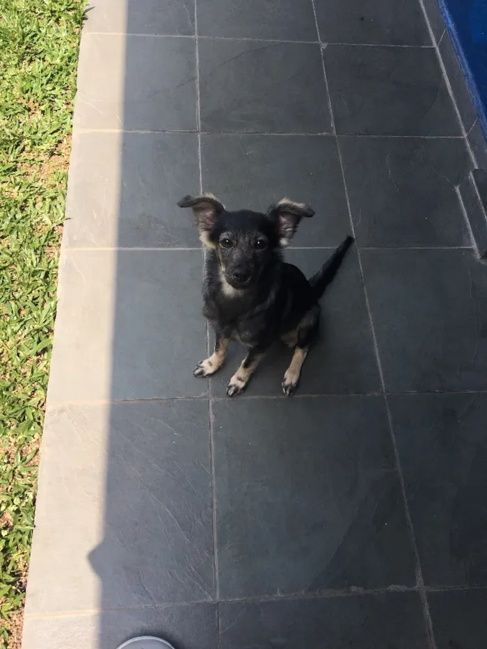 Cachorro ra a Vira lata idade 2 a 6 meses nome Amora