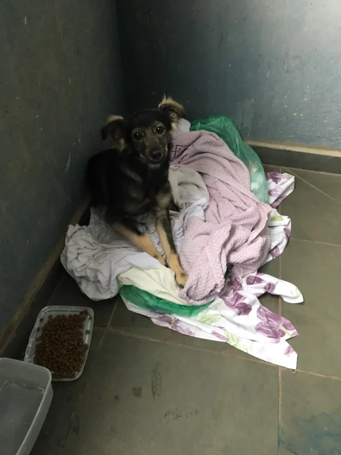 Cachorro ra a Vira lata idade 2 a 6 meses nome Amora