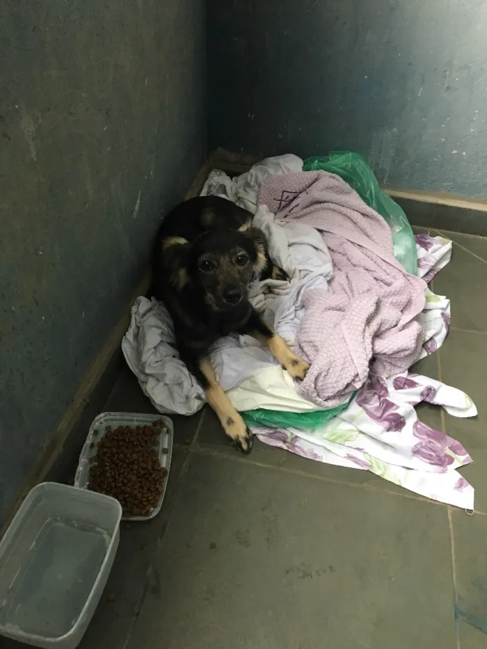 Cachorro ra a Vira lata idade 2 a 6 meses nome Amora