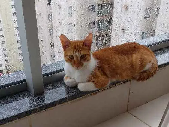 Gato raça SRD idade 7 a 11 meses nome Coquinho