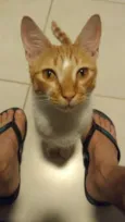 Coquinho