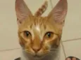 Coquinho