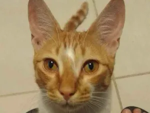 Gato raça SRD idade 7 a 11 meses nome Coquinho