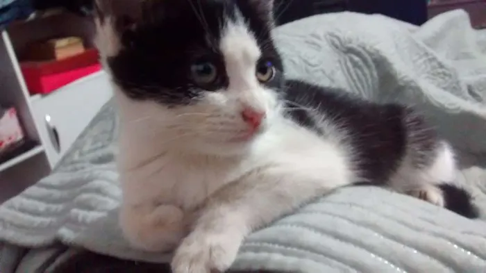 Gato ra a Não sei informar idade Abaixo de 2 meses nome Sem nome
