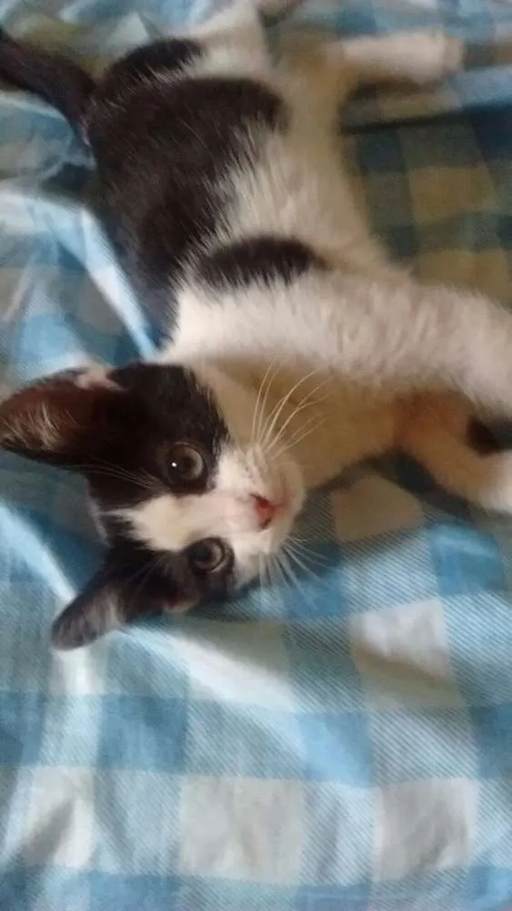 Gato ra a Não sei informar idade Abaixo de 2 meses nome Sem nome
