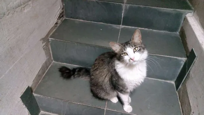 Gato raça SR idade 1 ano nome Felpuda