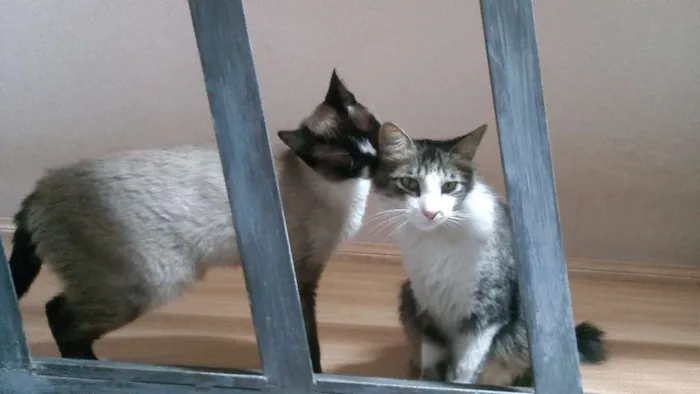 Gato raça SR idade 1 ano nome Felpuda