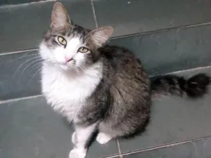 Gato raça SR idade 1 ano nome Felpuda