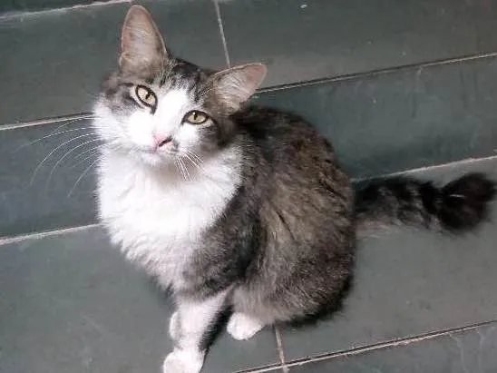 Gato raça SR idade 1 ano nome Felpuda