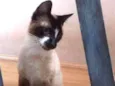 Nico