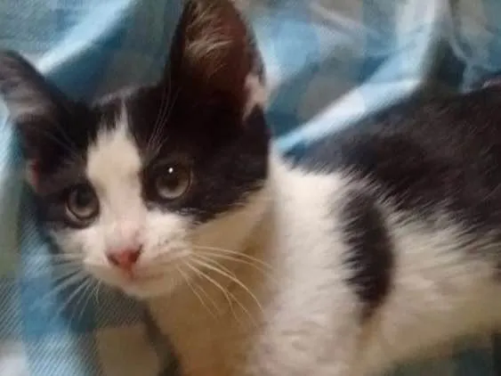 Gato ra a Não sei informar idade Abaixo de 2 meses nome Sem nome