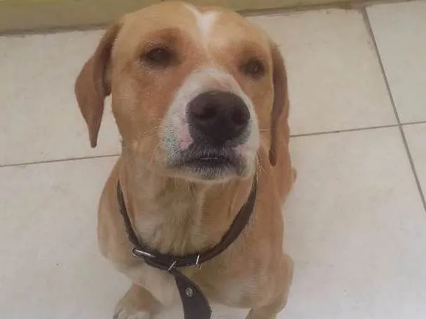Cachorro ra a  idade  nome Marley