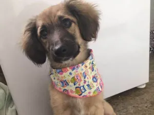 Cachorro raça Viralata idade 2 a 6 meses nome Mel