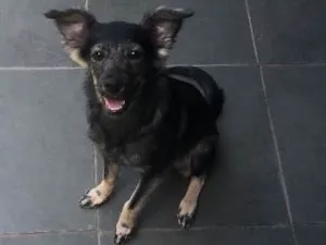 Cachorro raça Vira lata idade 2 a 6 meses nome Amora