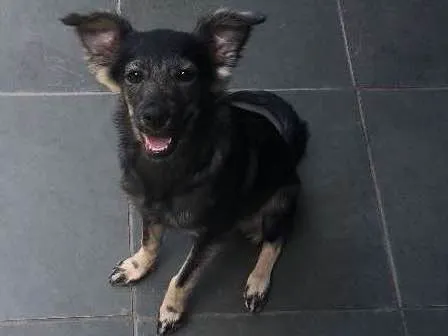 Cachorro ra a Vira lata idade 2 a 6 meses nome Amora