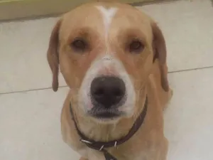 Cachorro raça  idade  nome Marley
