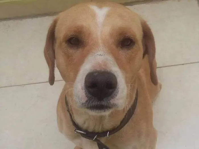 Cachorro ra a  idade  nome Marley