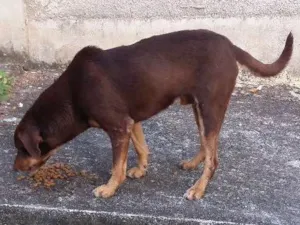 Cachorro raça SRD idade 1 ano nome marronzinho