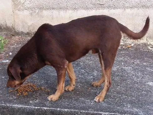 Cachorro ra a SRD idade 1 ano nome marronzinho