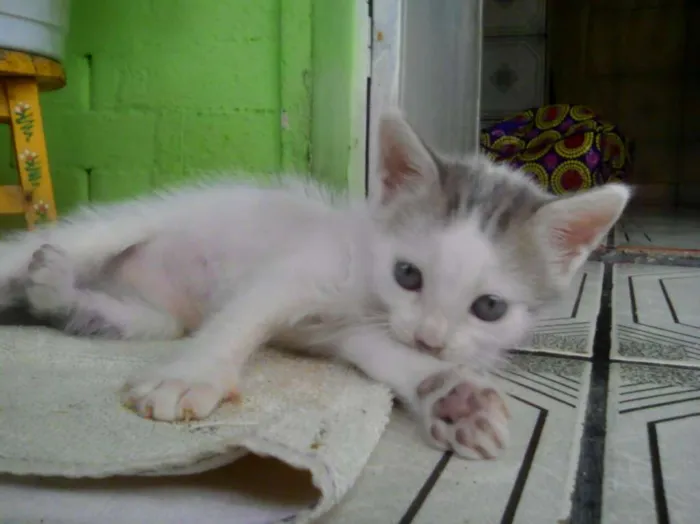 Gato ra a Biraças  idade 2 a 6 meses nome Eles n tem nomes