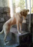 Rayka