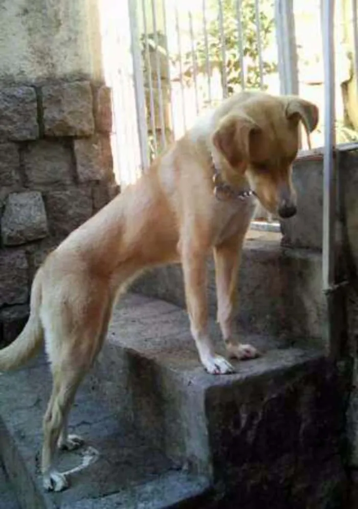 Cachorro ra a Cruza Border Colie c/ Labrador idade 1 ano nome Rayka